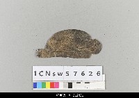 藏品(中國湖北皮影戲盔帽)的圖片